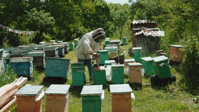 Beekeeper is holding up wooden frame with bees to control situation in bee colony.  Farmer in protective suit working on bee field. Worker carring out bee