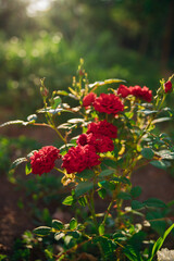 Fototapeta premium Pink garden rose on a bush in the summer garden. Juicy bright greenery, blurred background. Beauty is in nature. A blooming flower.