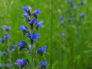 Blütenstand vom Gewöhnlichen Natternkopf, Echium Vulgare	
