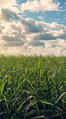 Obraz premium Golden Waves of Sugarcane Fields: A Serene Panoramic View of Crops Swaying in the Wind