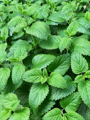 green mint bushes growing in the garden