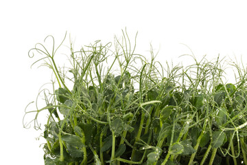 Fresh grown microgreens isolated on white background. Home grown healthy superfood microgreens.  Sprouted peas Seeds