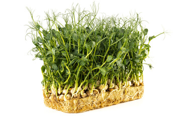 Fresh grown microgreens isolated on white background. Home grown healthy superfood microgreens.  Sprouted peas Seeds