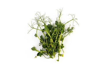 Fresh grown microgreens isolated on white background. Home grown healthy superfood microgreens.  Sprouted peas Seeds