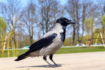 gray crow on wooden boards with grass and wood background