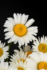 Fototapeta premium Chamomile or daisies isolated on black background.