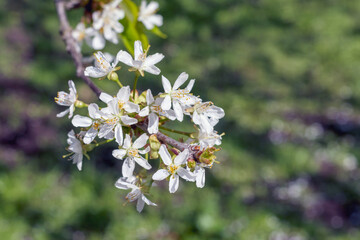 
White fruit tree flower bouquet on tree branch