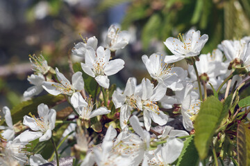 Plump cherry blossom in white