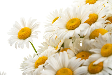 Chamomile or daisies isolated on white background.