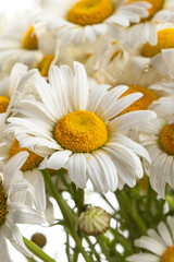 Chamomile or daisies isolated on white background.