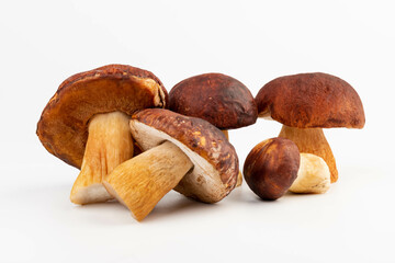 Bay bolete. Edible mushrooms (Boletus badius) isolated on white background with clipping path. Package design element. Wild forest mushrooms