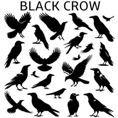Obraz premium set of silhouettes of crows