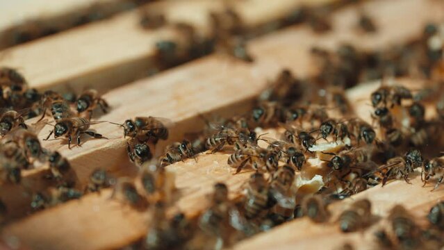 large family of honey bees climb wooden frames in the street close-up on a sunny summer day. Bee bee concept
