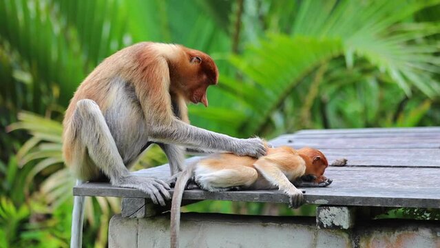 Proboscis Monkey in Borneo rainforest Sandakan Malaysia