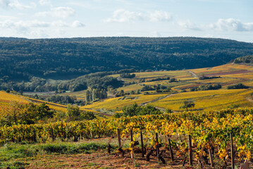 Vignoble Automne Vignes Culture Viticole