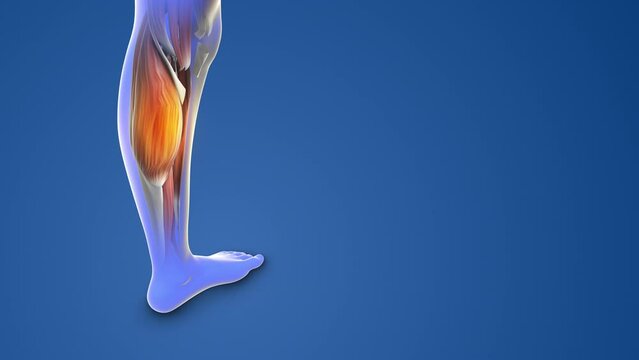 Human leg calf pain animation