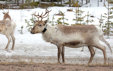 Closeup of a reindeer wearing a GPS-collar in Finland