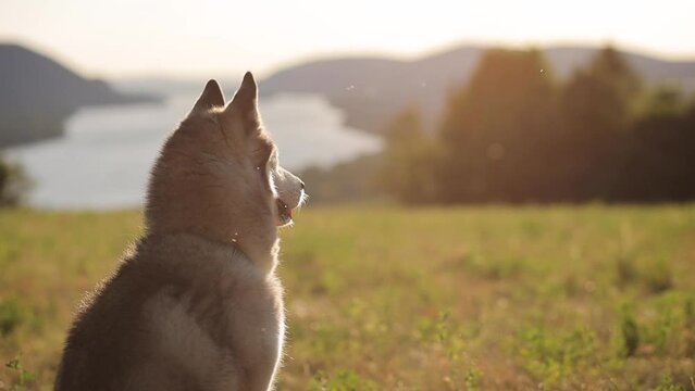 a siberian husky dog on a field sitting facing away from the camera with mountains and a river in the background in slow motion