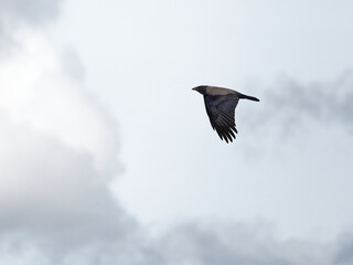 A solitary bird soars against a cloudy backdrop, its wings spread wide in mid-flight. Crow