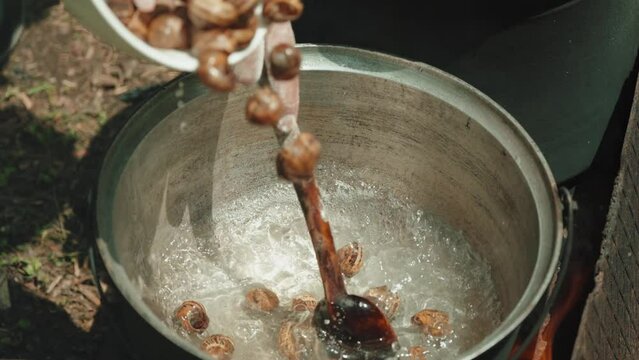 Woman with a spoon mixes empty shells from garden snails in a saucepan, which are cooked for cleaning in boiling water. The process of cooking a gourmet dish. French cuisine. Close-up. 
