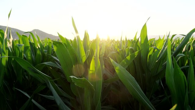 Slow motion image of growing maize plants at sunset. Corn field in the evening and light shines sunset. 4K