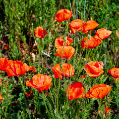 Poppies red petals contrast with green leaves.