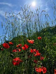 Corn poppies in wheat field