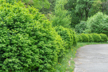 Shoots of green bush hedge prinsepia in garden. Deciduous shrub prinsepia sinensis uniflora with thin branches. Leafs plane seed or prickly cherry family rosaceae. Used in horticulture for landscaping