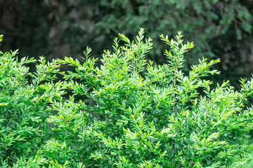 Shoots of green bush hedge prinsepia in garden. Deciduous shrub prinsepia sinensis uniflora with thin branches. Leafs plane seed or prickly cherry family rosaceae. Used in horticulture for landscaping