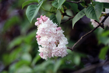 White Summer lilac or Buddleia davidii or Butterfly-bush or Orange eye flowering ornamental...