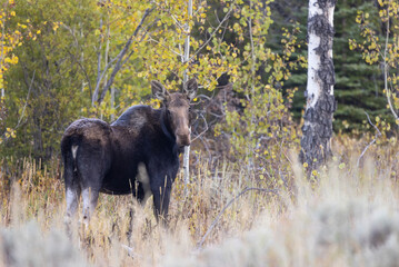 Cow Moose in Autumn in Wyoming