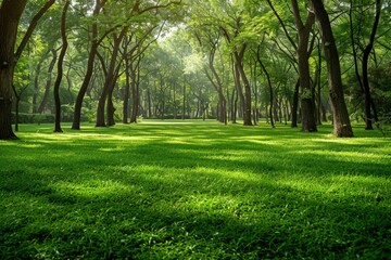 Serene Park with Lush Green Trees