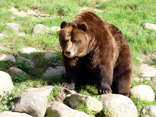 A brown bear in the Guestrow Nature and Environmental Park (Germany)