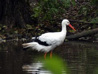 A stork in the Guestrow Nature and Environmental Park (Germany)