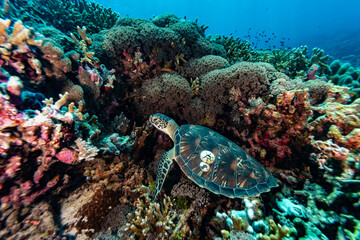 Green Sea Turtles, Chelonia mydas, with 2 large barnacles on the shell rests lodged under coral on a tropical coral reef