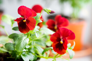 Viola tricolor Heartsease flower red petals. macro view, shallow depth of field, selective focus.