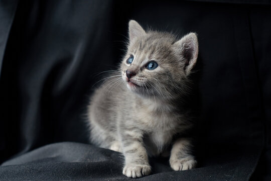 Gato gris  peque&ntilde;o de ojos azules en un fondo obscuro curioso