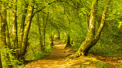 Obraz premium woodland photography