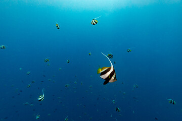 Banner fish swims through clear blue waters on a tropical coral reef