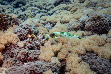 Spotted Puffer Fish hides in the camouflage of soft coral on a tropical coral reef