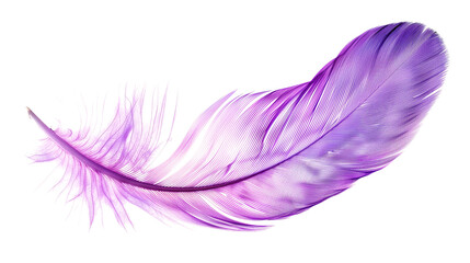 Vibrant Purple Feather