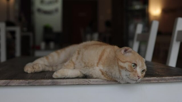 Felidae sitting on wooden chair on table, with fawn fur and whiskers