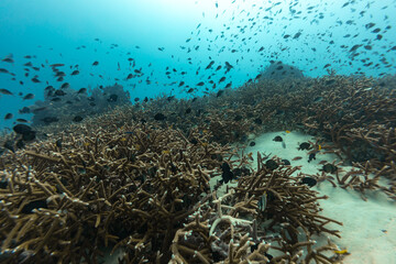 Tiny colorful reef fish, Antias, swim over beautiful healthy coral reef in clear blue water