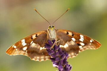 Motyl Mieniak Strużnik na kwiatach Lawendy. © mycatherina