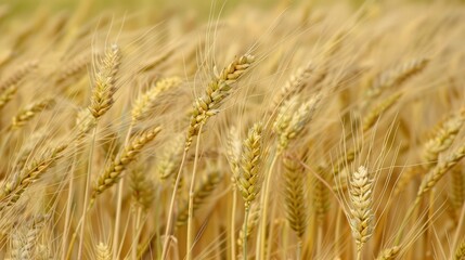 Fototapeta premium Late Summer Wheat Flourishing