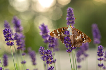 Motyl Mieniak Strużnik na kwiatach Lawendy. © mycatherina