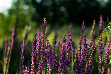 wild salvia in the forest, summer background, close