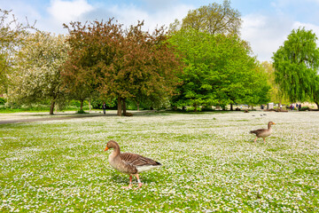 Birds in Regent's park in spring, London, UK