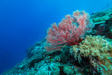 Healthy coral reef landscape with various hard corals