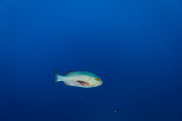 Snapper fish swims through clear blue waters on a tropical coral reef